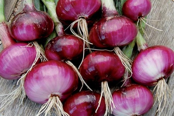 Спрут сайт тор bs onion info