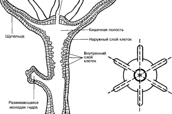 Black sprut зеркала onion