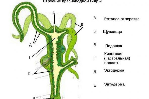 Блэк спрут рабочее зеркало blacksprut pl blacksprut2web in